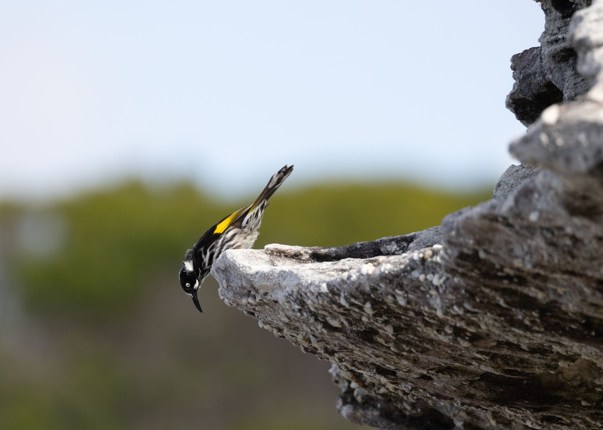 Royal National Park - Wattamolla