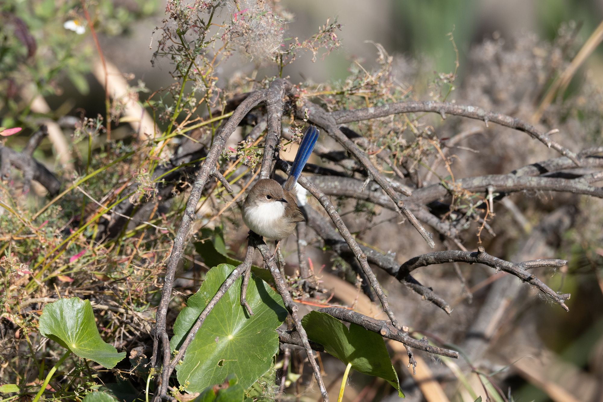 Bicentennial Park and Badu Mangroves