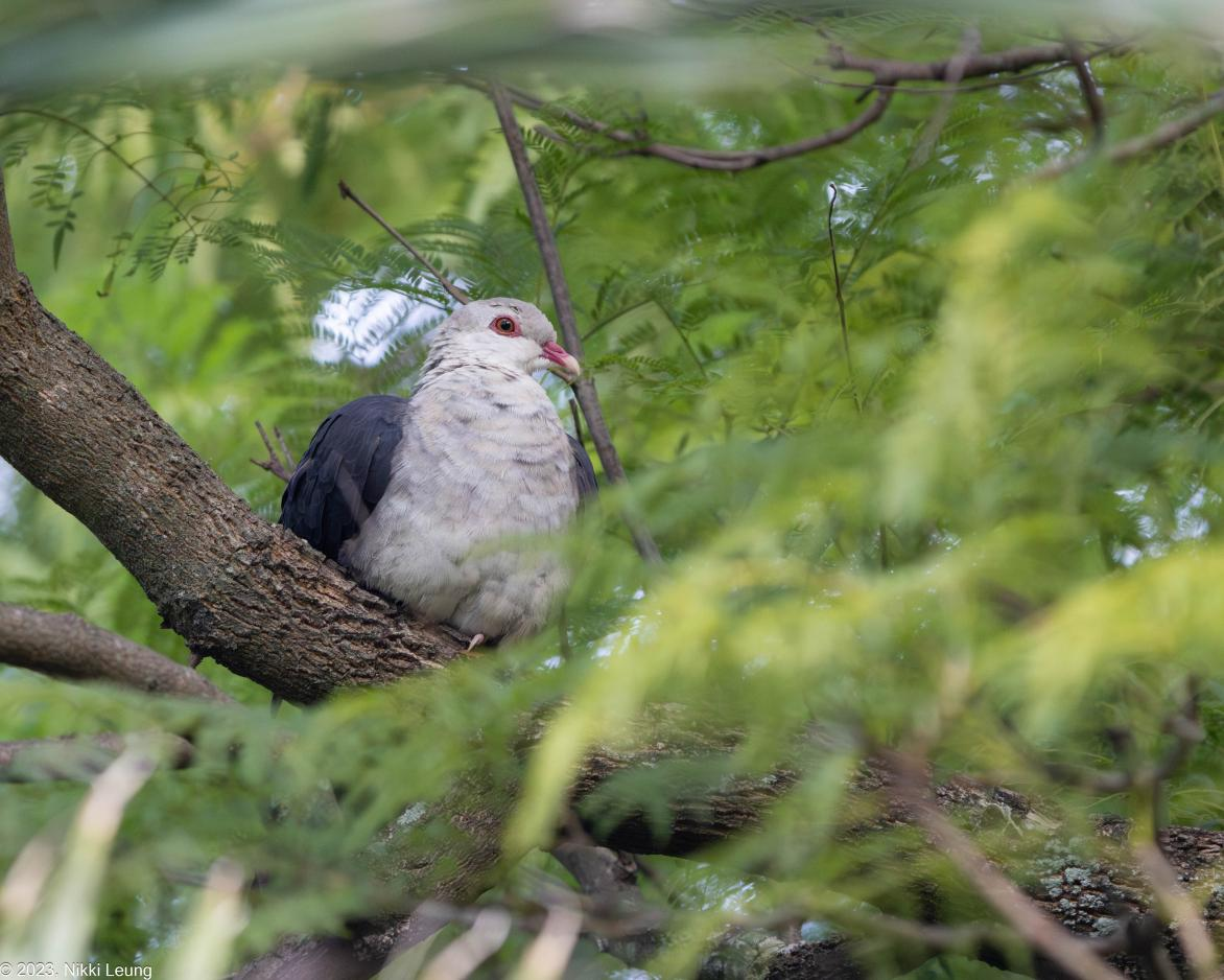 Penrith Weir Reserve and Tench Reserve