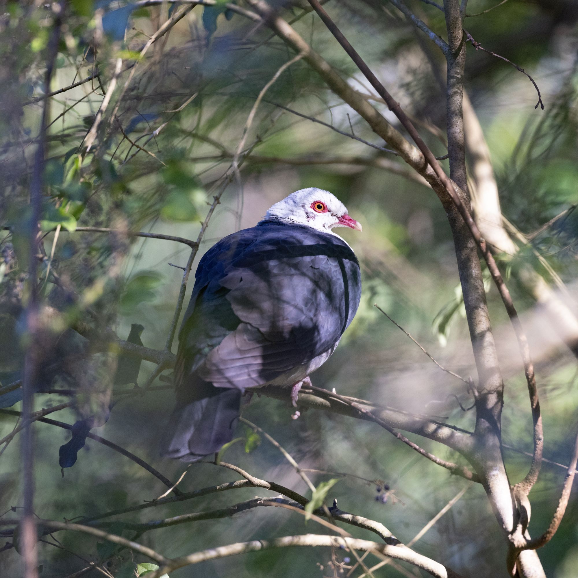 Ourimbah, Central Coast - Pigeon Outing