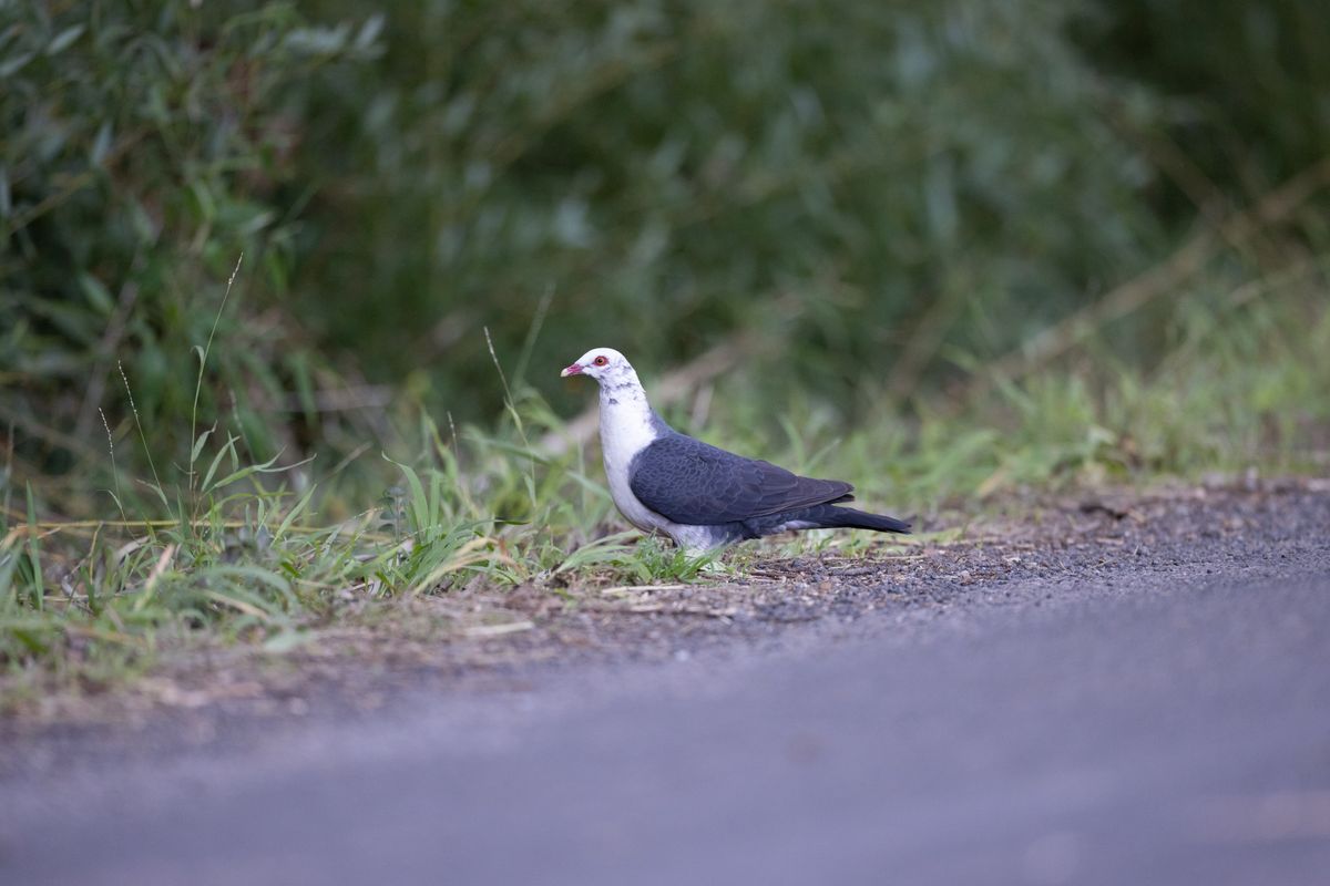 Ourimbah, Central Coast - Pigeon Outing